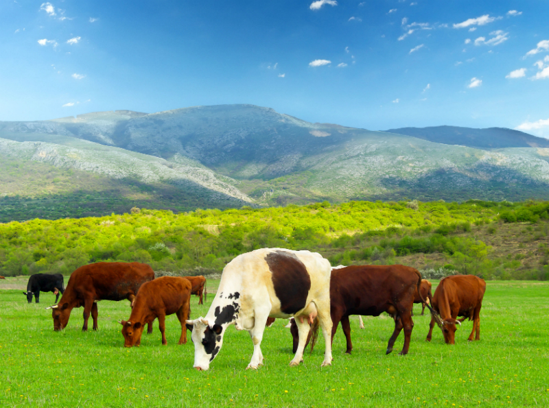 What You Need To Know Before Farming Cattle